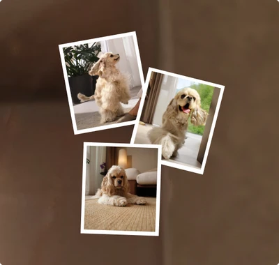 Modo de búsqueda de mascotas y fotos de mascotas