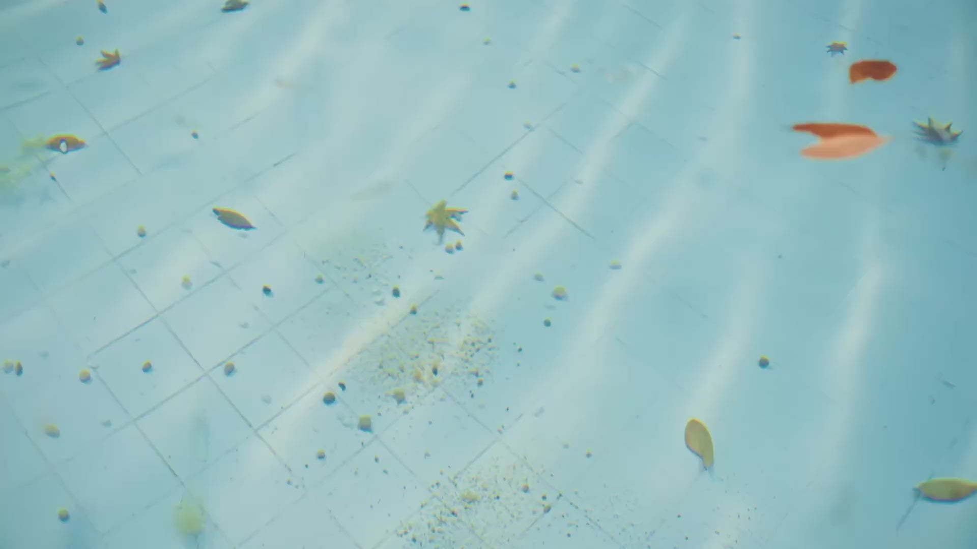 Charger la vidéo : 